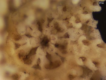 Media type: image; Invertebrate Zoology OPH-2631